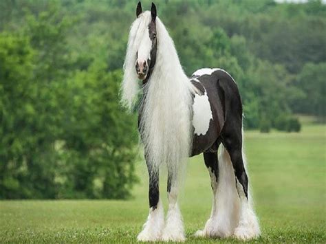 Witness the Majestic Gallop: A Symphony of Motion and Grace