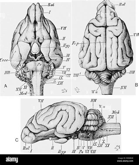 . The Cambridge natural history. Zoology. 76 CONVOLUTIONS OF THE BRAIN ...