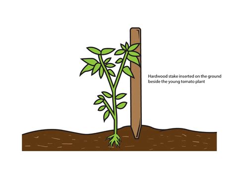 Staking Tomatoes with String 的图像结果