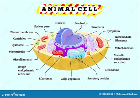 Anatomy of animal cell stock illustration. Illustration of lysosome ...