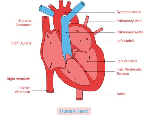 Human Heart anatomy vector illustration Design 23911793 Vector Art at Vecteezy