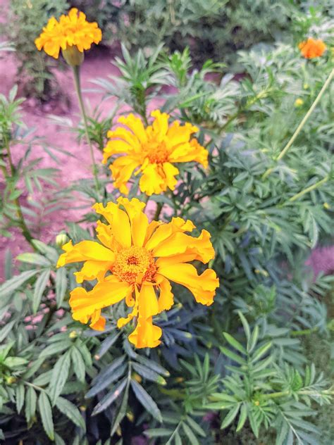 Are Marigolds Perennials? - Bunny's Garden