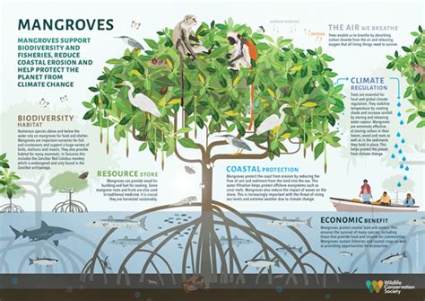 Water uptake feature of mangroves helps fight climate change - GS SCORE