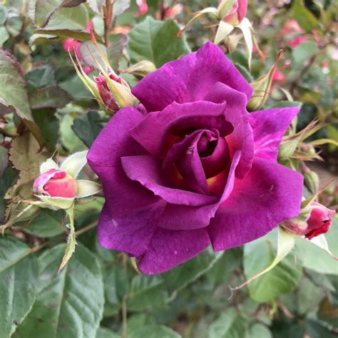 Sophie rose | Purple Shrub rose | The Fragrant Rose Company