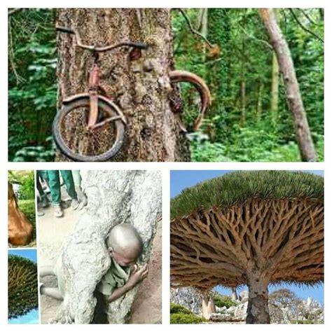 Umdlebe Tree 的图像结果