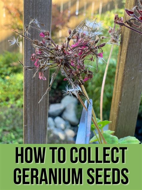 Harvesting Of Geraniums Seeds
