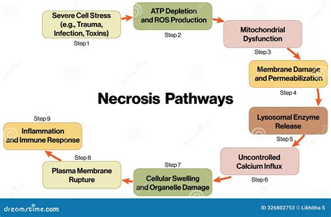 Detailed Necrosis Pathway Flowchart for Cellular Death Mechanisms with White Background Ideal ...