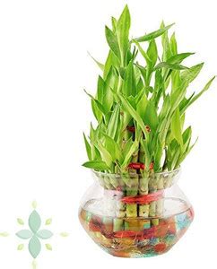 QUIXEL Two Layer Bamboo Plant Price in India - Buy QUIXEL Two Layer ...