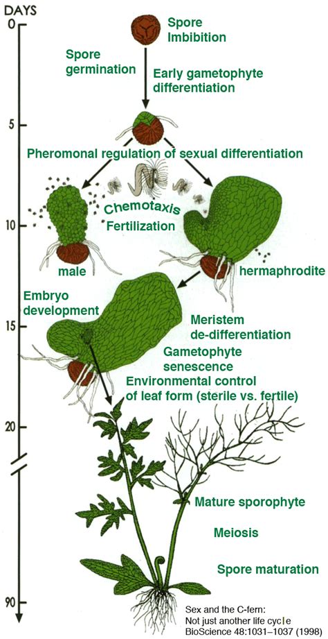 Image result for Fern Reproduction Cycle