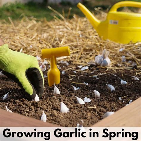 Image result for Planting Spring Garlic