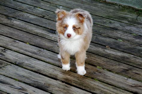 Red Merle Miniature Australian Shepherd For Sale - alligator fish aquarium