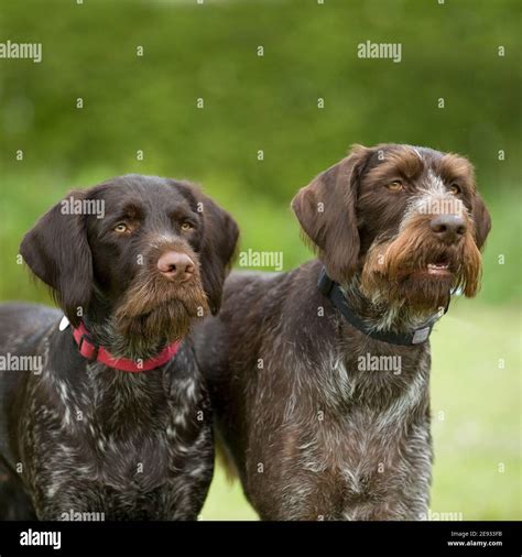 German Shorthaired Pointer Colors German Shorthaired Pointer