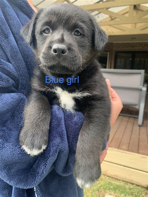 Border Collie Black Lab Mix Puppy