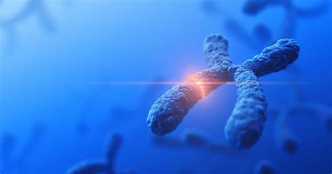 Image result for Genetic Polymorphism