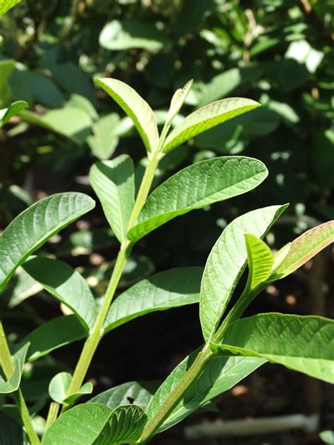 Image result for Dwarf Guava Tree