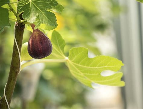 Fig Tree Types 的图像结果