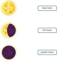 Worksheet Solutions: Different Shapes of Moon - General Knowledge for ...