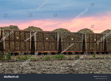 Sugar Cane Bins Train Harvest Harvesting Stock Photo 2503193773 | Shutterstock