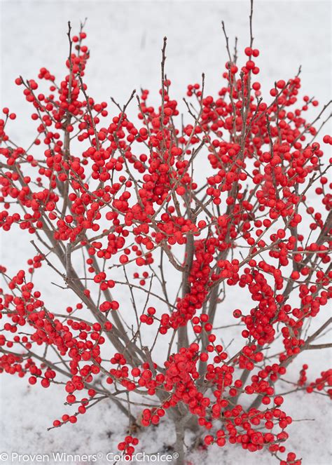 Ilex x verticillata "Berry Poppins" (femelle) - Houx verticillé ...