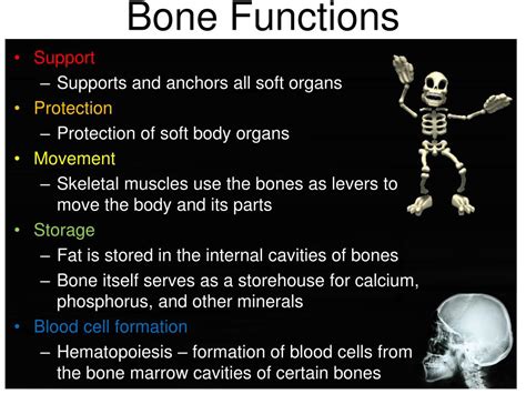 Image result for Bone Function