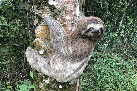 Image result for 3 Toed Sloth