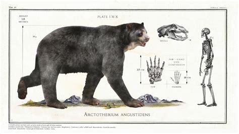 Short Faced Bear Size Comparison Arctodus Short Faced Bear Size