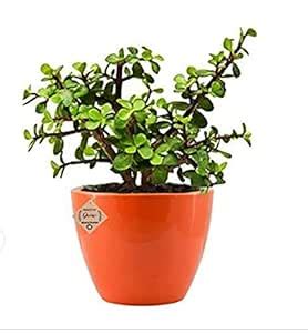 JS STOCKS Jade Very Hardy Bonsai Live Succulent Plant with Pot : Amazon ...