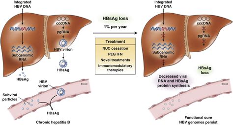Hepatitis B Reactive Meaning