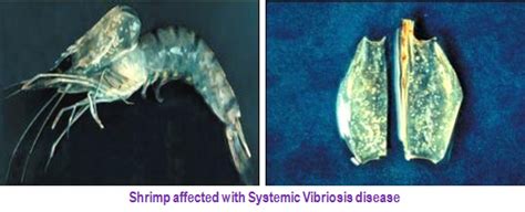 Fisheries :: Shrimp Culture
