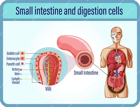 Image result for Digestive System Cells