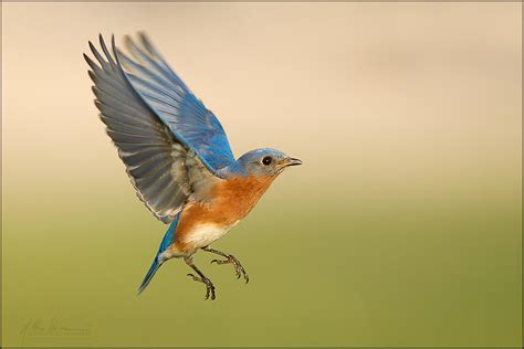 Blue Bird Flying Drawing at PaintingValley.com | Explore collection of ...