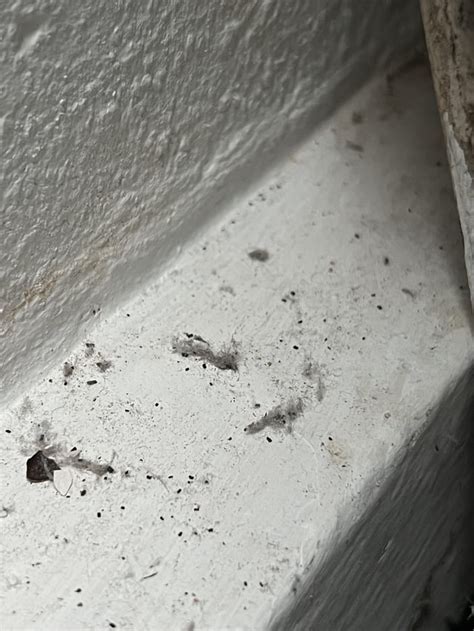 Image result for Empty Shell Like Droppings