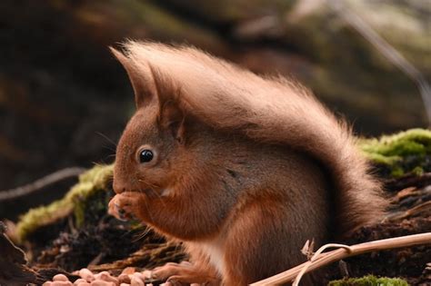 Squirrel feeding on food while sitting on field | Premium Photo