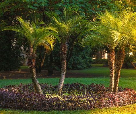 11 Palm Tree Varieties To Add Tropical Flair To Your Yard | Gardening ...