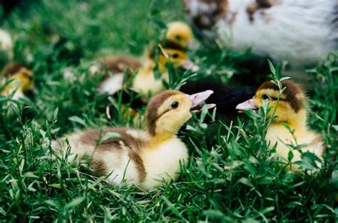 Image result for Ducklings Running