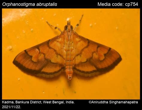 Orphanostigma abruptalis | Moths