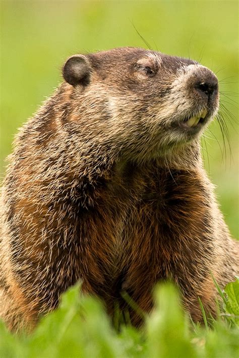 Ground Hogs And Gophers