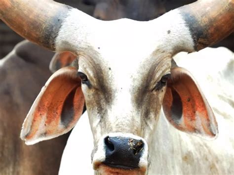 Cow Vigilante Terror Hits Again As They Gun Down A Man Transporting ...
