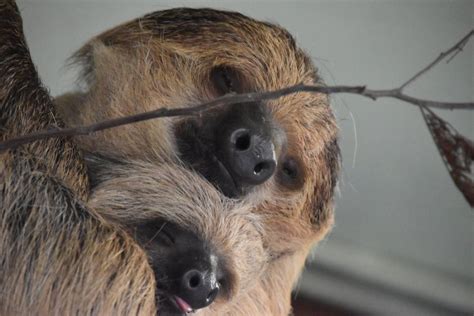 Two toed sloth baby! - ZooChat