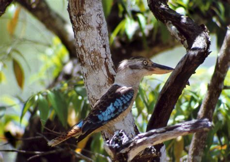 What Is The Difference Between A Male And Female Kookaburra at Deon Roden blog