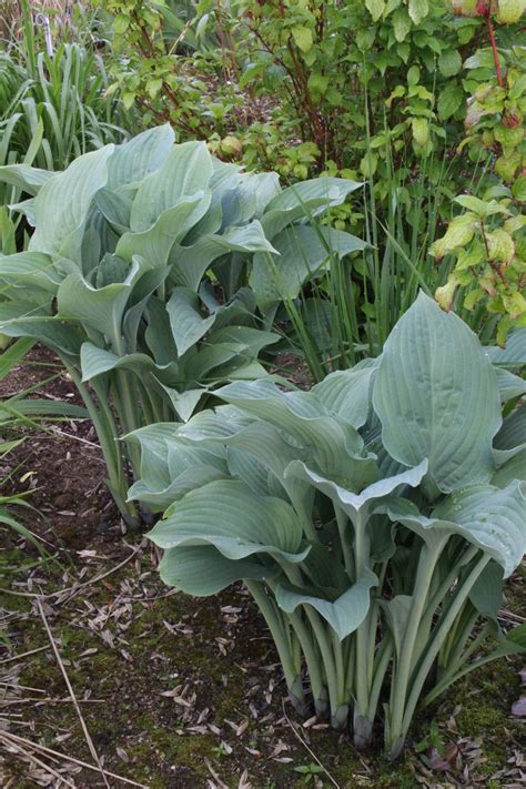 Hosta 'Krossa Regal' – Ballyrobert Gardens