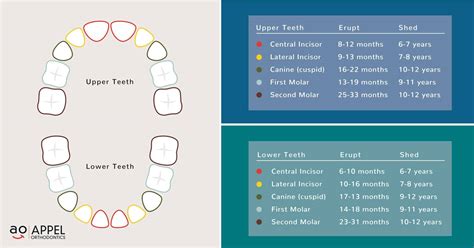 What Age Do Kids Lose Teeth? Is Late Loss a Problem? - Philadelphia