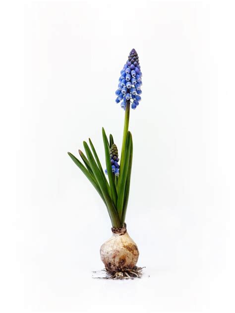 Propagating Grape Hyacinths - Learn How T Propagate Muscari Grape Hyacinth Plants