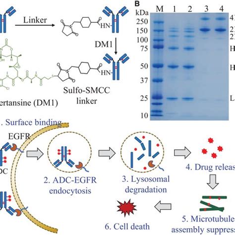 Image result for ADC Formulation Development