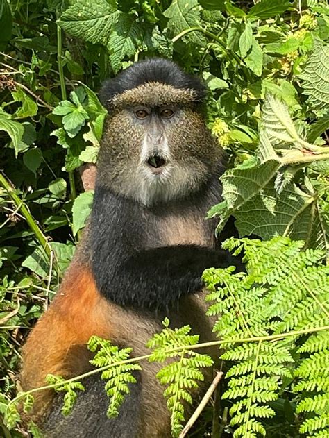 VIRUNGA INN RESORT & SPA (Kinigi) - Hotel Reviews, Photos, Rate ...