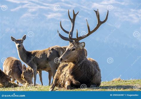 Group of Deer on a Hill with Male Deer Resting on the Foreground and Curious Female Looking at ...