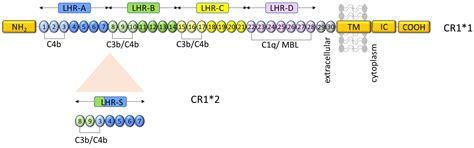 Genetic Insights into the Impact of Complement in Alzheimer’s Disease
