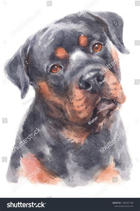 11 Long Hair Rottweiler Drawing Images, Stock Photos, 3D objects ...
