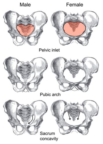 Image result for Appendix Variants