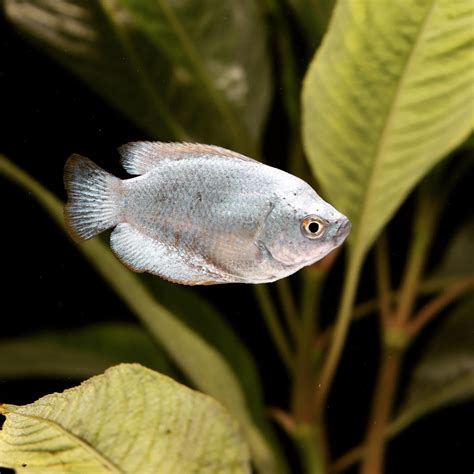 Bildergebnis für powder blue gourami